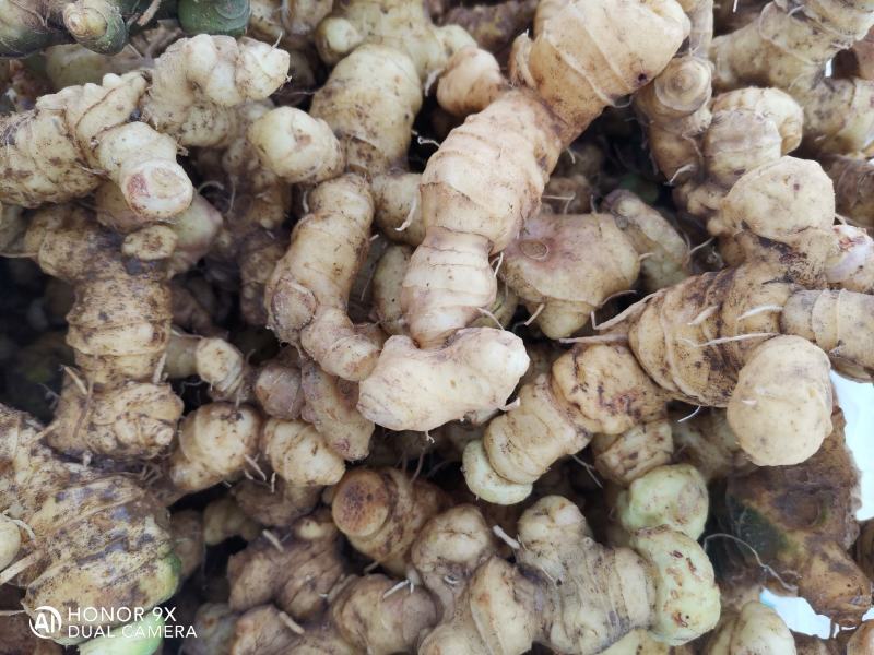 中药材中药根茎类食药黄精