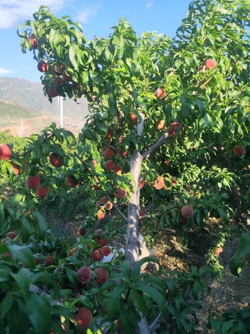 【大凉山高山水蜜桃】阳光日晒充足，自然成熟，味甜多汁