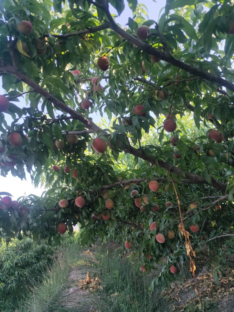 【大凉山高山水蜜桃】阳光日晒充足，自然成熟，味甜多汁