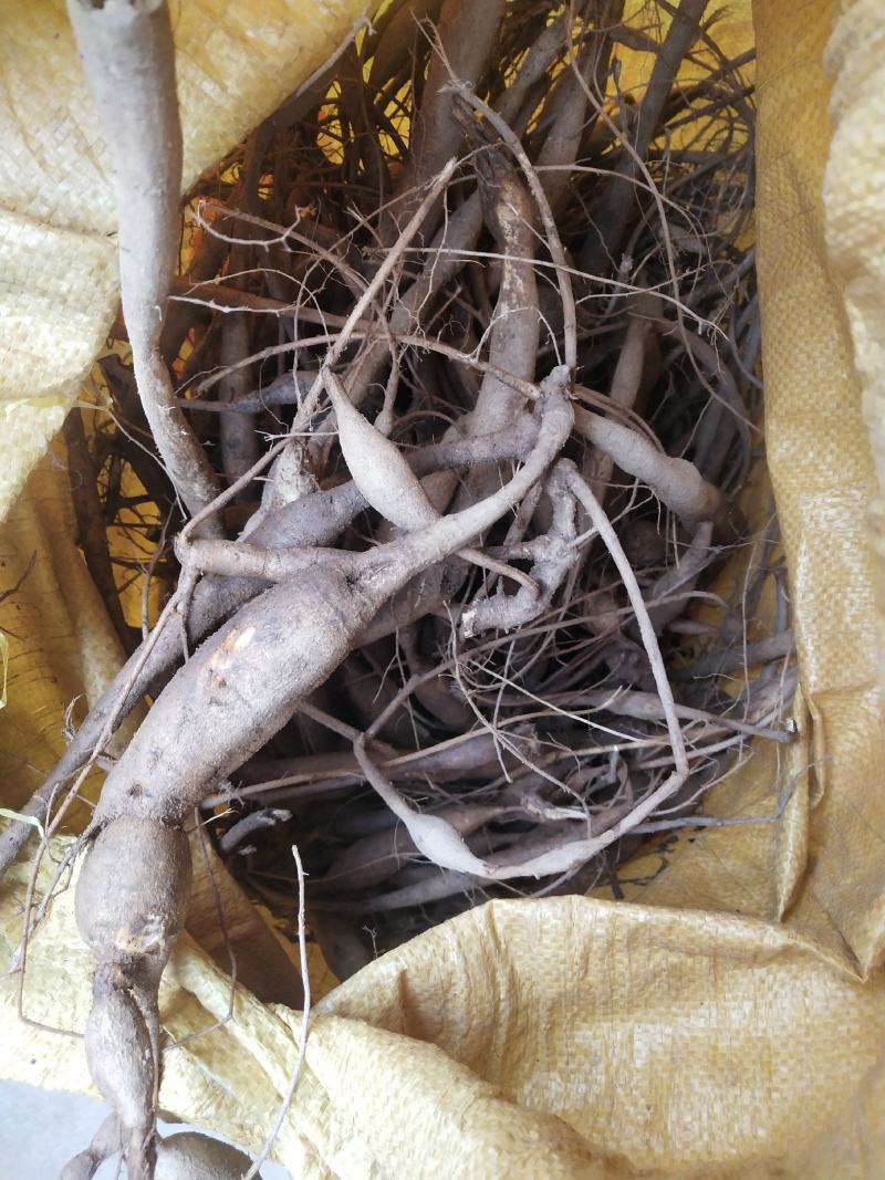 野生小叶甘草牛大力圆牛多多