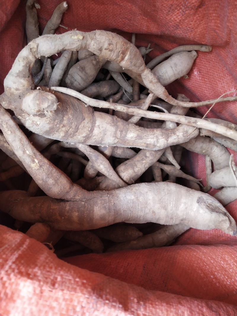 野生小叶甘草牛大力圆牛多多
