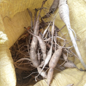 野生小叶甘草牛大力圆牛多多