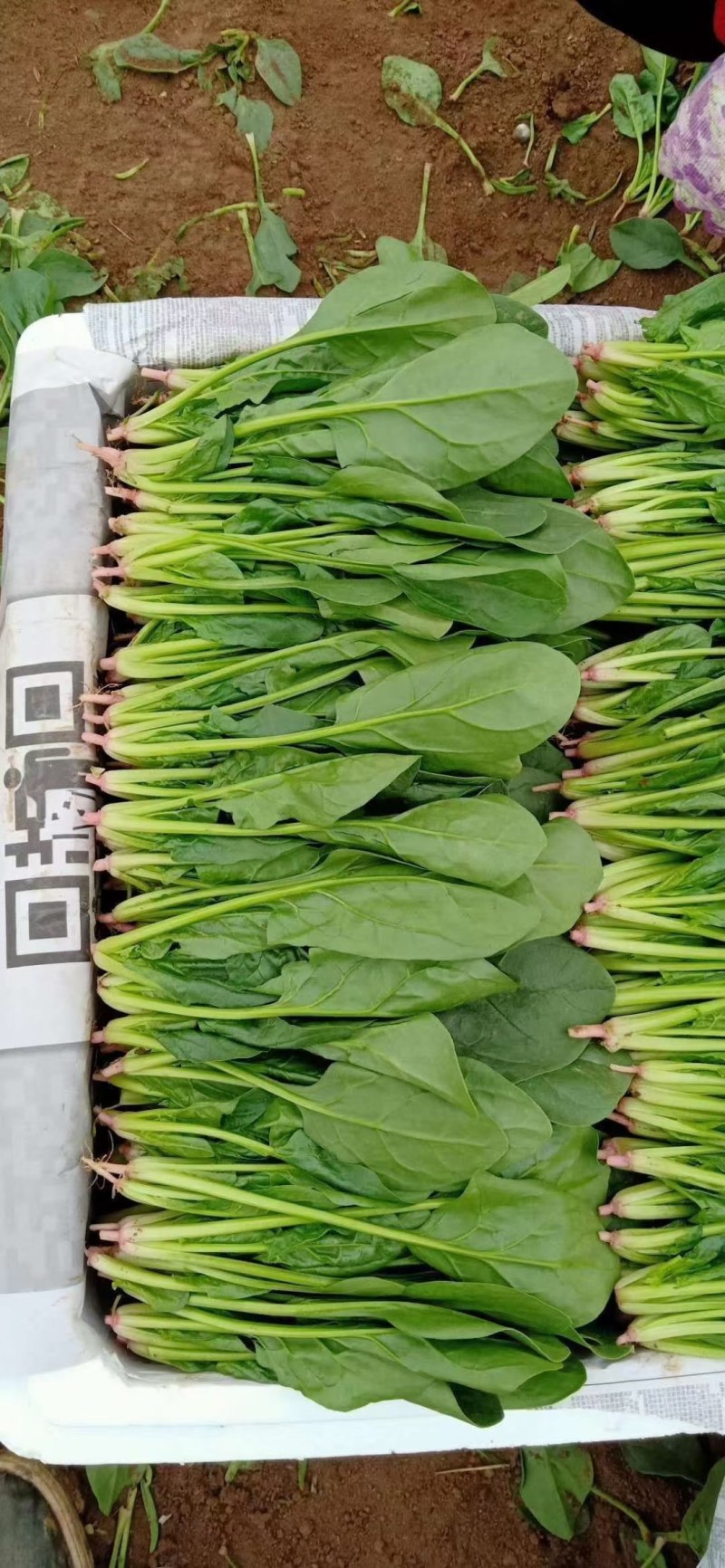 辽宁凌海精品大叶菠菜上市需要的老板联系我！