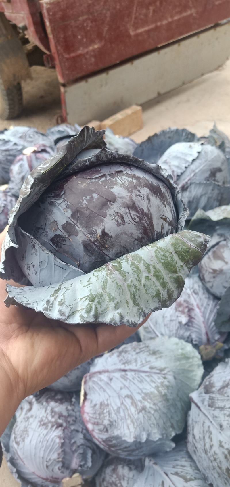 紫甘蓝，产地直发欢迎订购。欢迎采购。三原紫甘蓝。