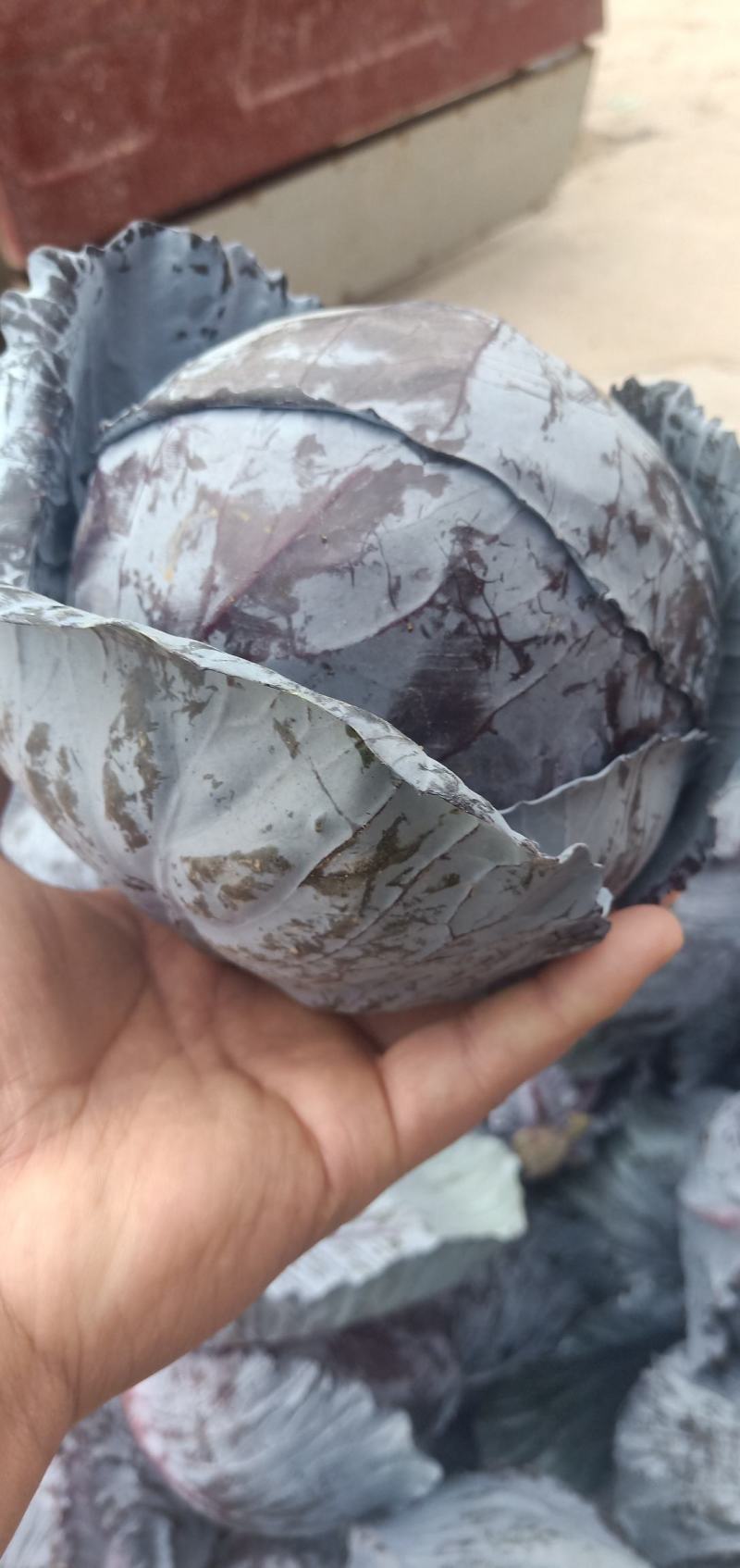 紫甘蓝，产地直发欢迎订购。欢迎采购。三原紫甘蓝。