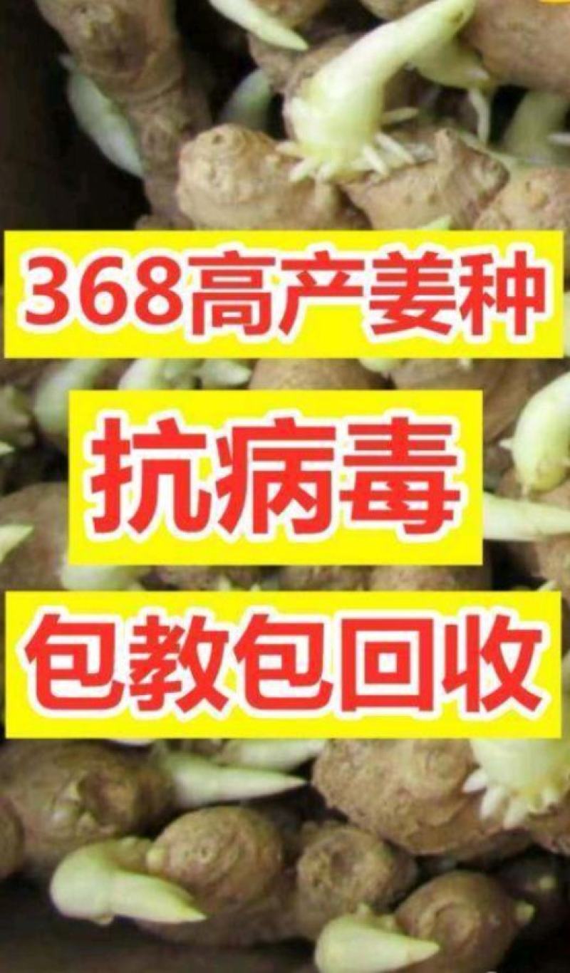 【精选368高产姜种】抗病毒、产量高、教种植、包回收！