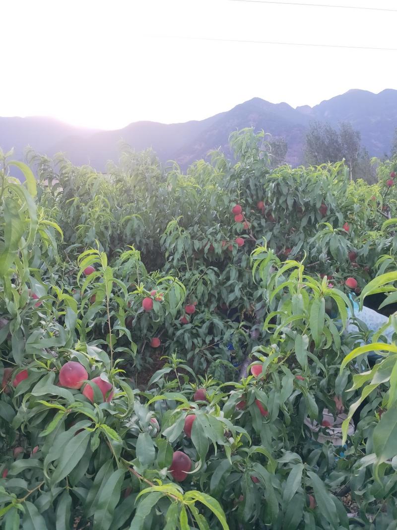 【大凉山精品水蜜桃】高山露天种植，阳光日晒充足，味甜多汁