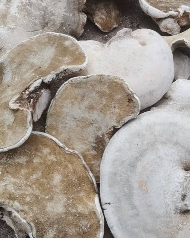 长白山野生白灵芝玉芝白灵芝桦树灵芝灵芝新货无虫眼