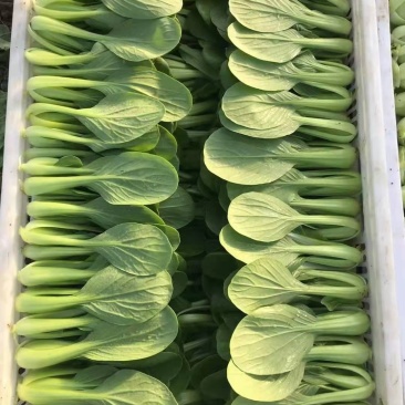 大量小青菜便宜出售，量大从优