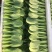 大量小青菜便宜出售，量大从优