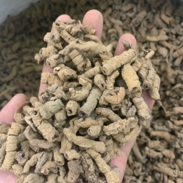 巴戟天统装500g产地广西振兴药材购销站量大从