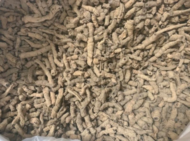 巴戟天统装500g产地广西振兴药材购销站量大从
