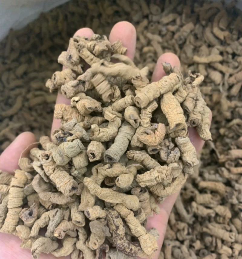 巴戟天统装500g产地广西振兴药材购销站量大从