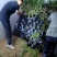 四季金银花盆栽地栽苗