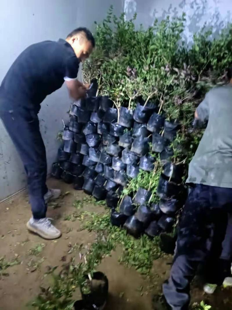 四季金银花盆栽地栽苗
