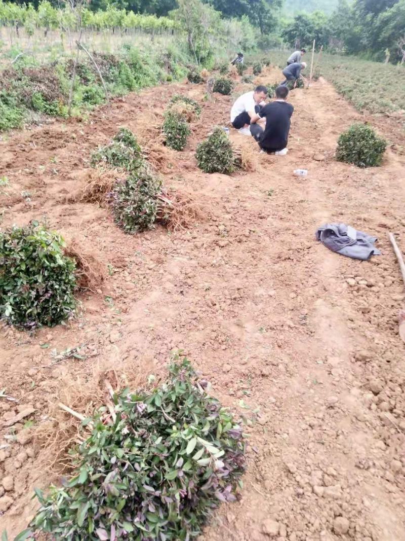 四季金银花盆栽地栽苗