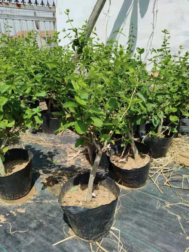 四季金银花盆栽地栽苗
