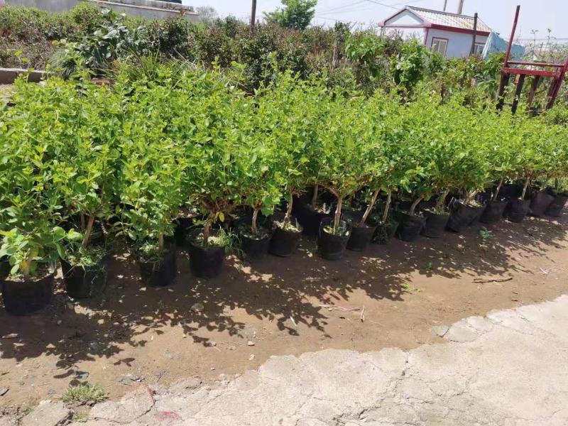 四季金银花盆栽地栽苗