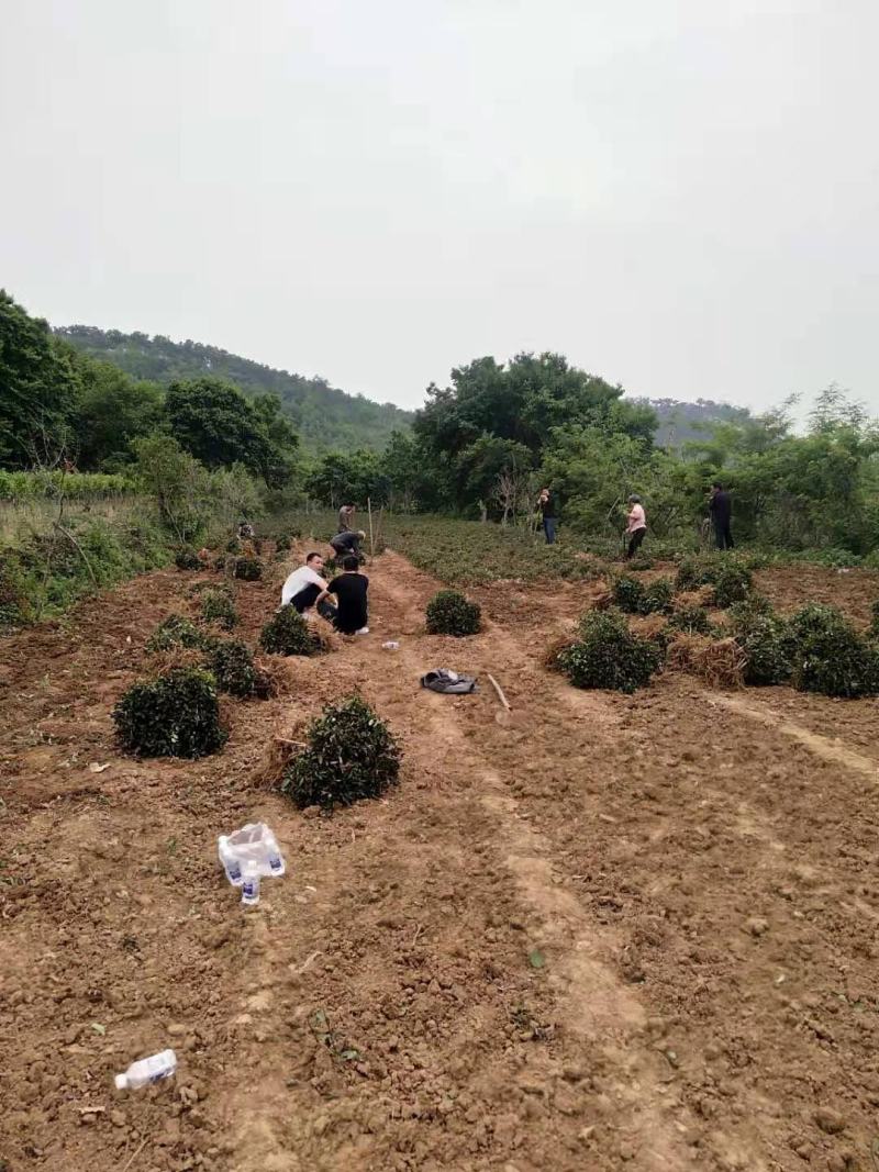 四季金银花盆栽地栽苗