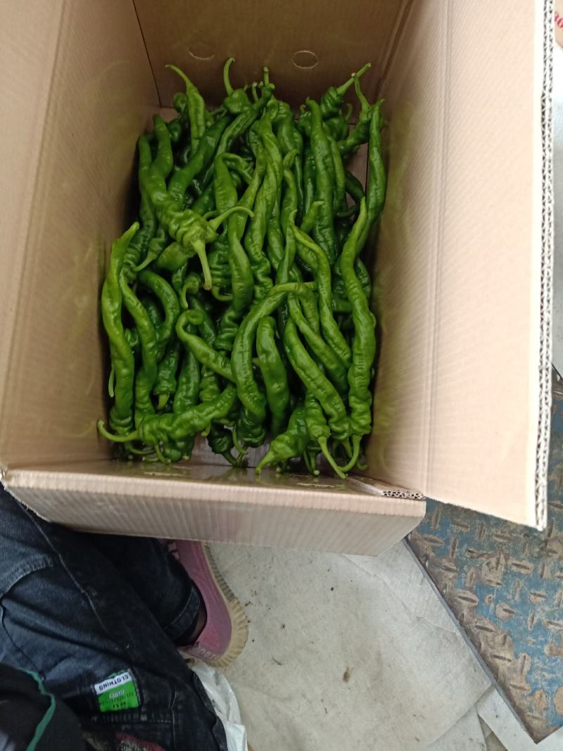 螺丝椒
