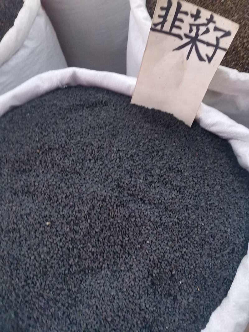 优质韭菜子干净无杂量大从优欢迎选购
