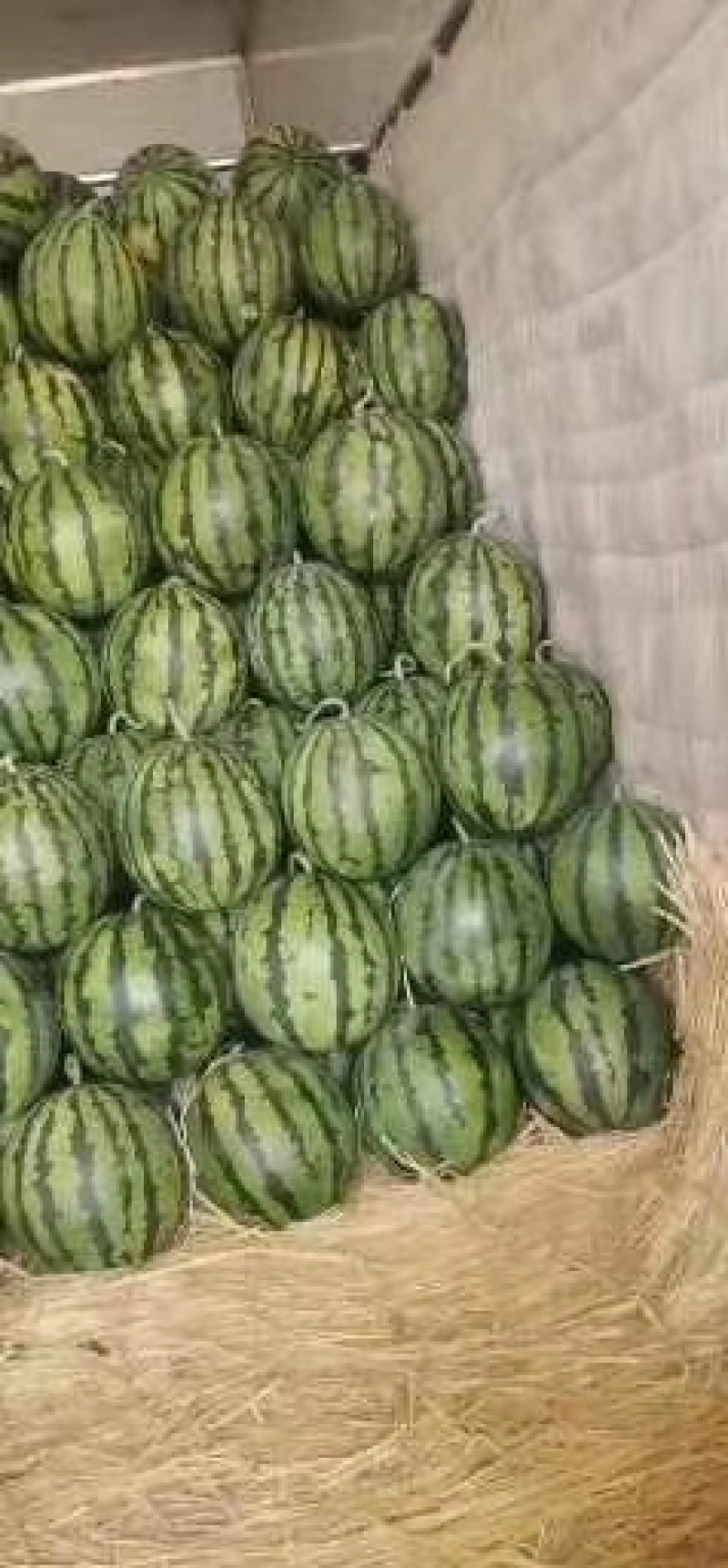 唐吾西瓜大量上市花皮无籽甜王西瓜黑皮无籽代非墨同