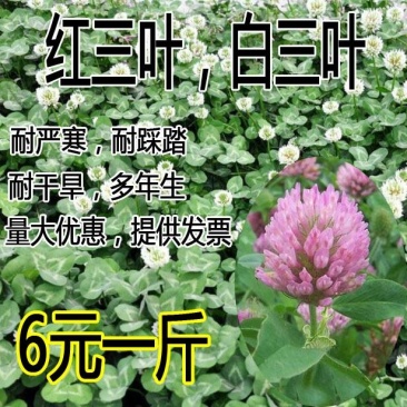 白三叶草种子红三叶草种子四季青草坪种子耐寒耐旱护坡种
