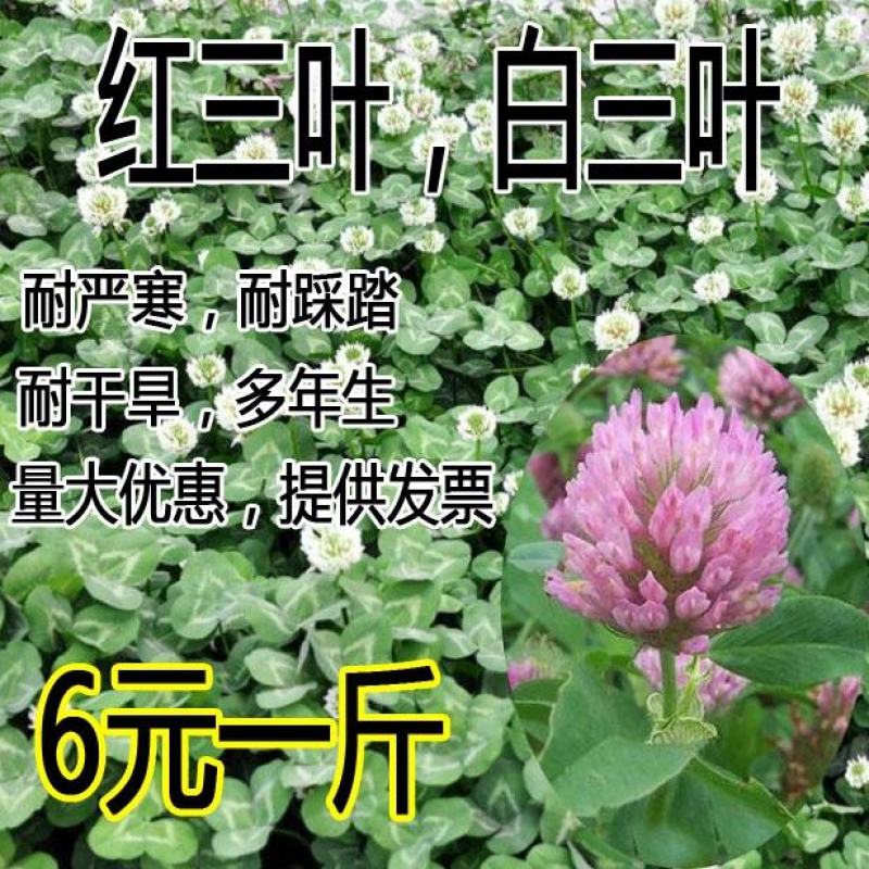 白三叶草种子红三叶草种子四季青草坪种子耐寒耐旱护坡种