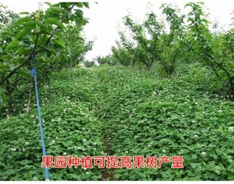 白三叶草种子红三叶草种子四季青草坪种子耐寒耐旱护坡种