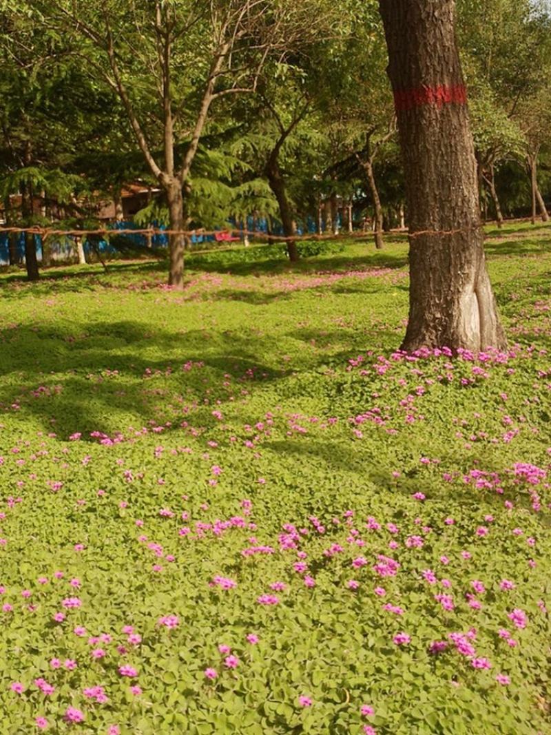 白三叶草种子红三叶草种子四季青草坪种子耐寒耐旱护坡种