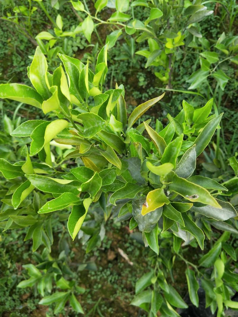 柑橘苗