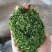 养肝茶茶包(相思腾茶)