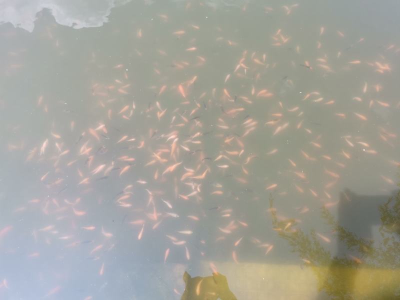 锦鲤鱼苗