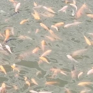 锦鲤鱼苗