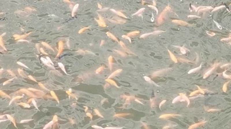 锦鲤鱼苗