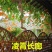凌霄花苗爬藤植物绿化苗攀援小爬山虎盆栽凌霄花南北方