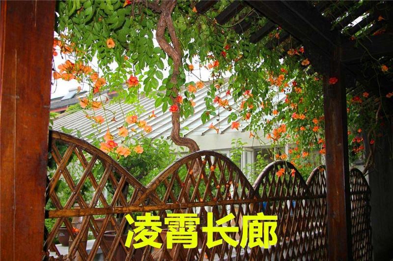 凌霄花苗爬藤植物绿化苗攀援小爬山虎盆栽凌霄花南北方