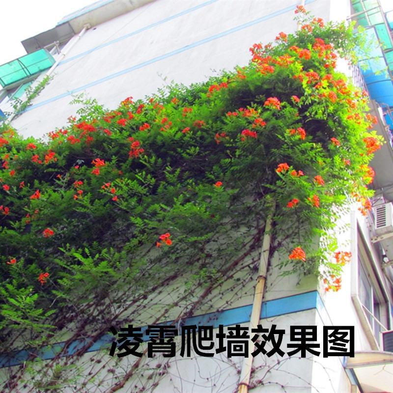 凌霄花苗爬藤植物绿化苗攀援小爬山虎盆栽凌霄花南北方