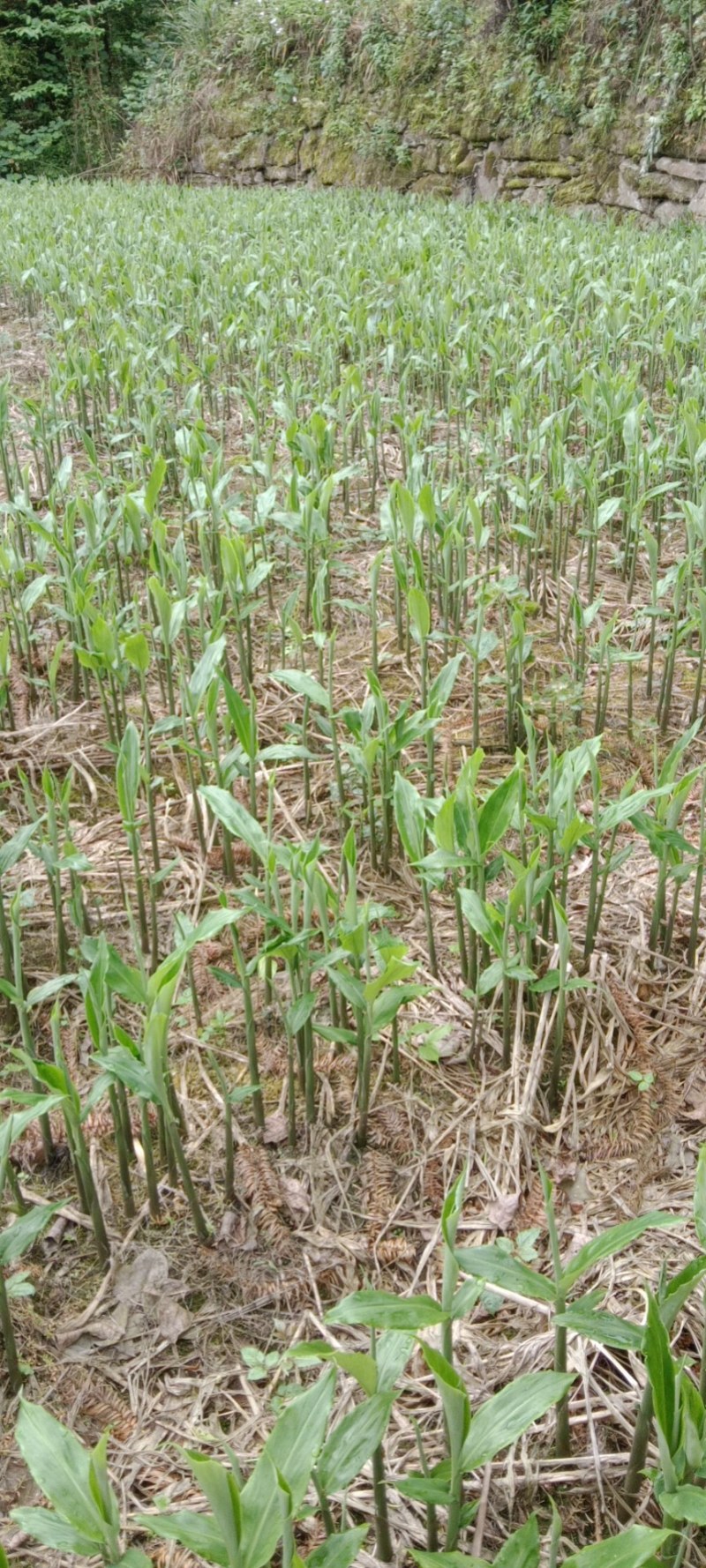 石阡县粉红阳荷