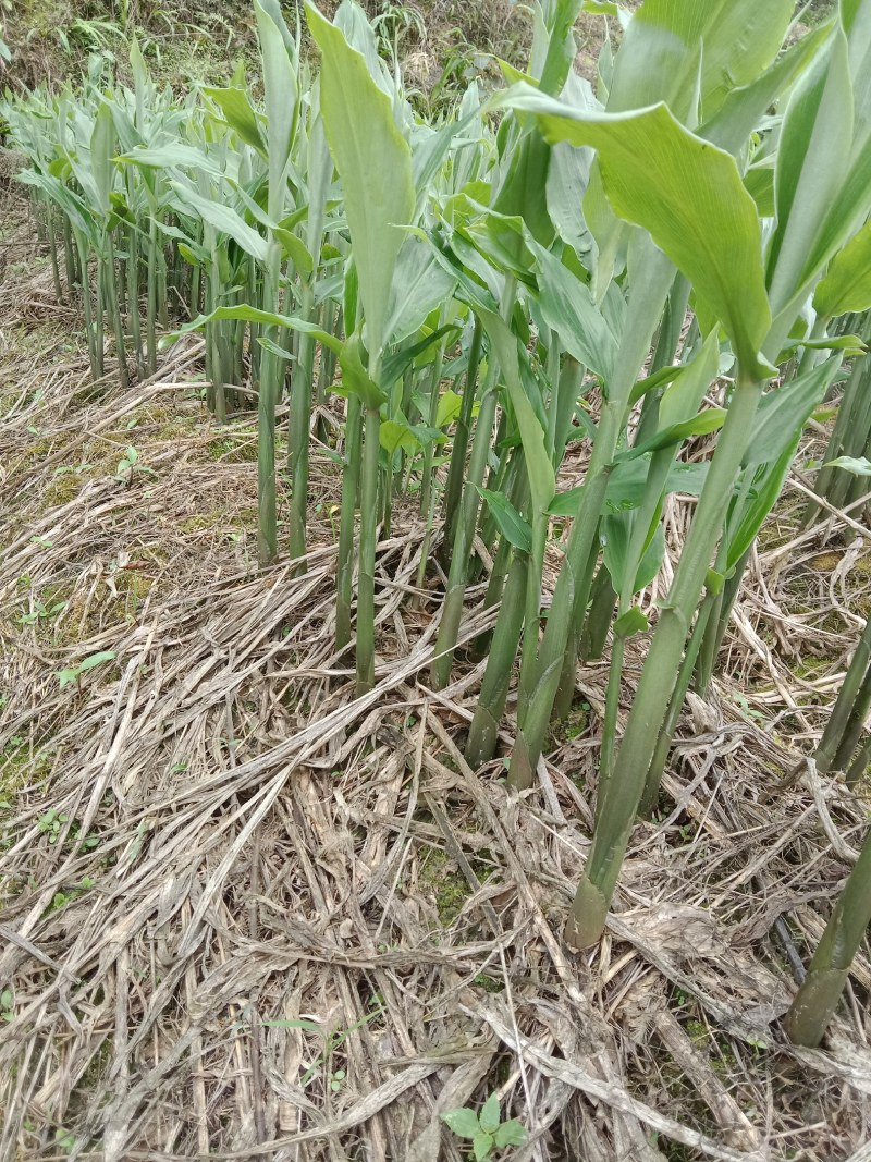 石阡县粉红阳荷