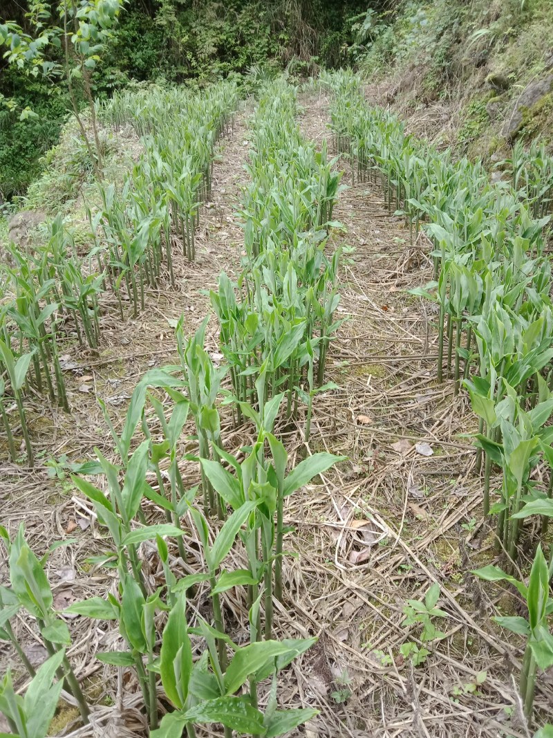 石阡县粉红阳荷