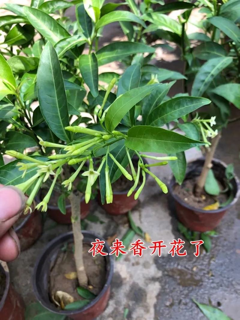 夜来香盆栽树苗庭院阳台四季开花绿植花卉净化空气驱蚊香