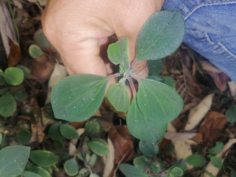 石蝉虫野生石蝉虫