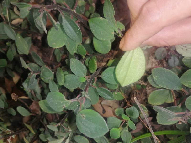 石蝉虫野生石蝉虫