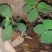 石蝉虫野生石蝉虫