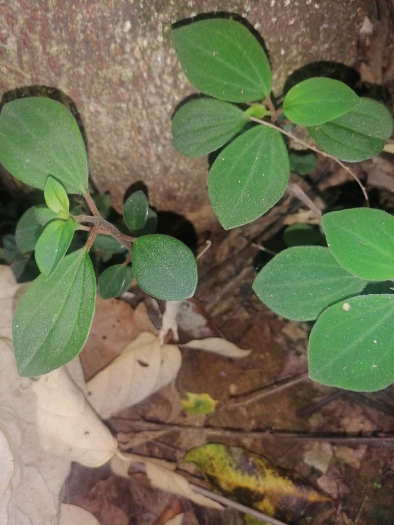 石蝉虫野生石蝉虫