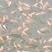 锦鲤鱼苗-品种优良-抗病力强-生长速度快