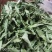 甜叶菊包邮一公斤起批中药材甜菊叶产地直发