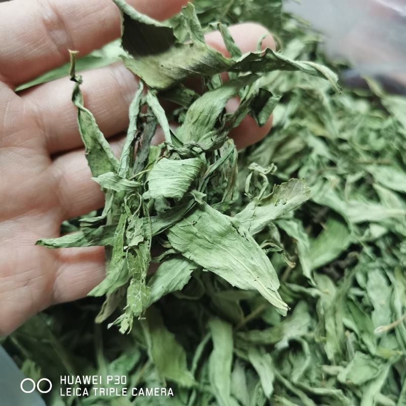 甜叶菊包邮一公斤起批中药材甜菊叶产地直发