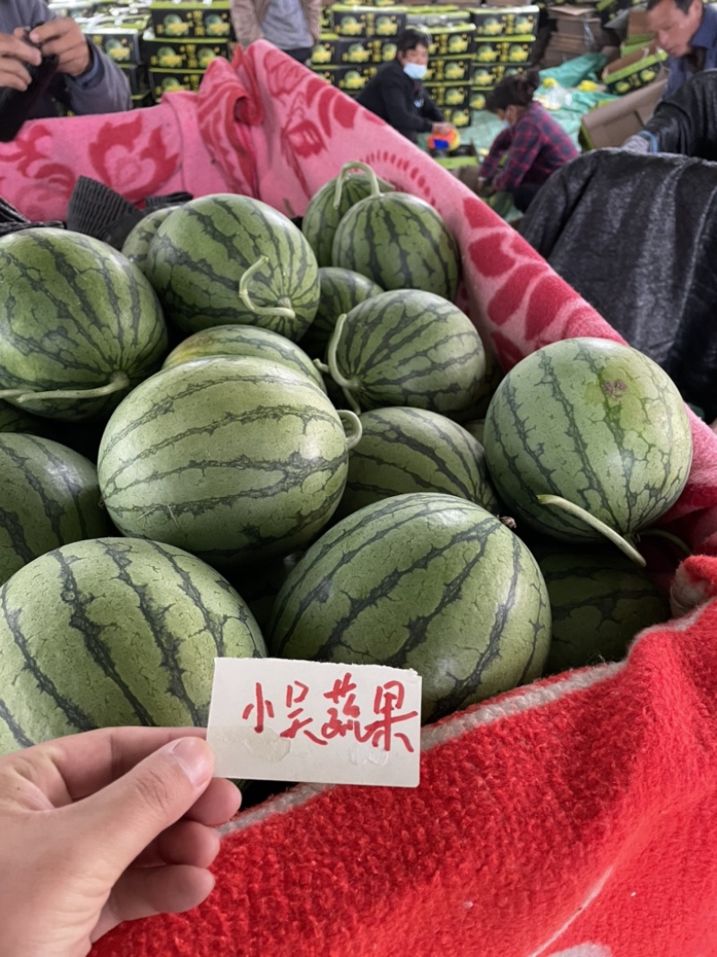 特小凤西瓜，产地直销，货源充足！保证质量，欢迎咨询！